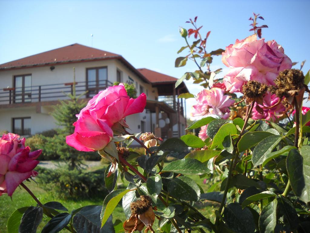 Horizont Panzio Bed & Breakfast Odorheiu Secuiesc Luaran gambar